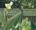 Fencing made from COLORBOND&reg; steel
