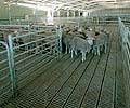Western Australia abattoir -Suspended LYSAGHT INTERLOK® II steel flooring system