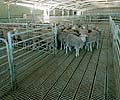 Western Australia abattoir -Suspended LYSAGHT INTERLOK&reg; II steel flooring system