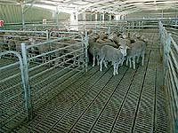 Western Australia abattoir -Suspended LYSAGHT INTERLOK&reg; II steel flooring system